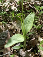 Ophioglossum pusillum