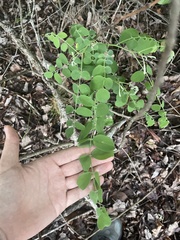 Robinia viscosa hartwigii