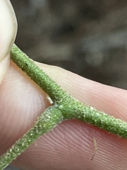 Robinia viscosa hartwigii