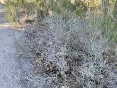 Psorothamnus polydenius