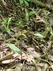 Ophioglossum pusillum