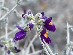 Psorothamnus polydenius