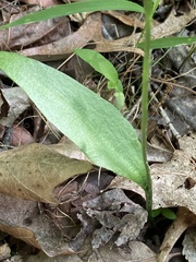 Ophioglossum pusillum