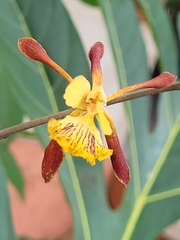 Encyclia alata