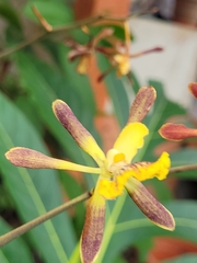 Encyclia alata