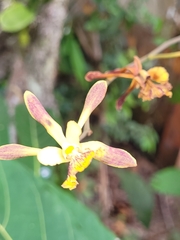 Encyclia alata