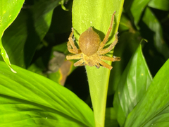 Heteropoda pingtungensis