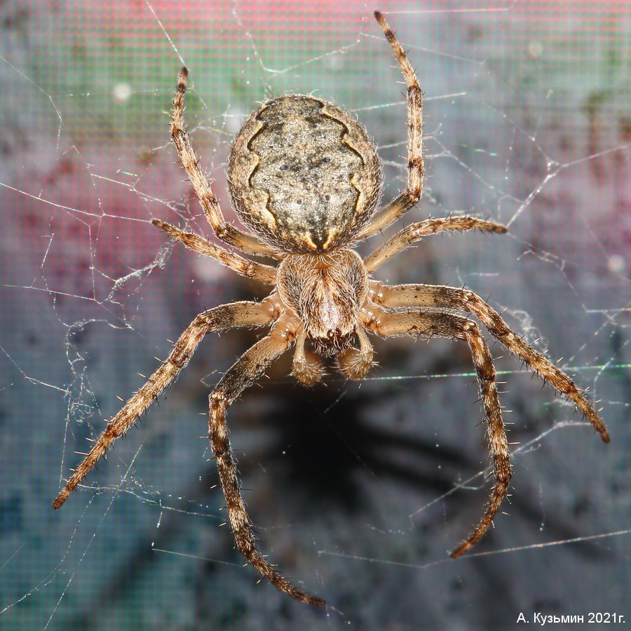 Крестовик Окаймлённый (Larinioides patagiatus)