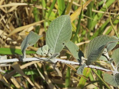 Sabicea brasiliensis