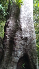 Burseraceae