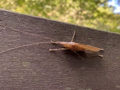 Palaeoagraecia lutea