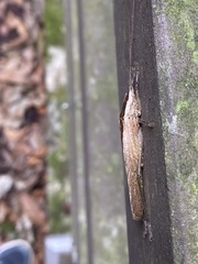 Palaeoagraecia lutea