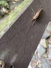 Palaeoagraecia lutea