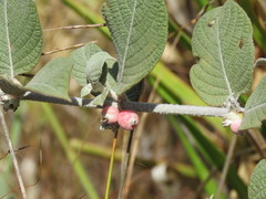 Sabicea brasiliensis