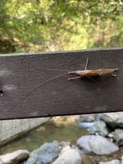 Palaeoagraecia lutea