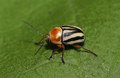 Cryptocephalus venustus