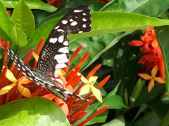 Papilio demoleus malayanus