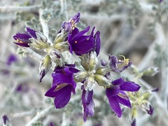 Psorothamnus polydenius