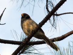 Paradoxornis guttaticollis