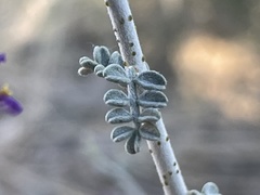 Psorothamnus polydenius