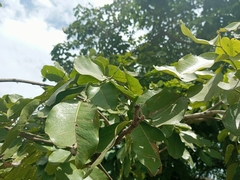 Afzelia africana