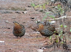 Bambusicola fytchii