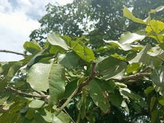Afzelia africana