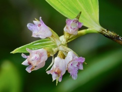 Elleanthus capitatus