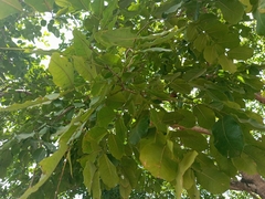 Afzelia africana