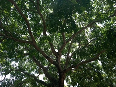 Afzelia africana