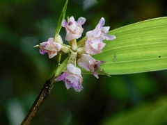 Elleanthus capitatus