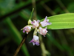 Elleanthus capitatus