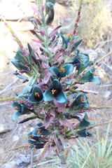 Puya alpestris alpestris