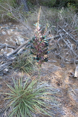 Puya alpestris alpestris