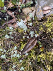 Leontopodium microphyllum