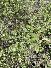Rhus trilobata