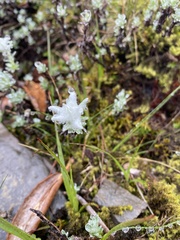 Leontopodium microphyllum
