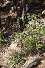 Puya alpestris alpestris