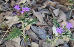 Glandularia chiricahensis