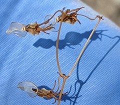 Androsace occidentalis