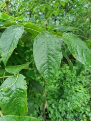 Aralia dasyphylla