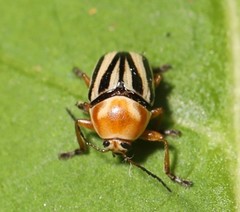 Cryptocephalus venustus