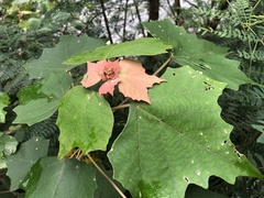 Mallotus paniculatus formosanus