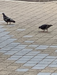 Columba livia