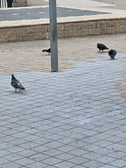 Columba livia