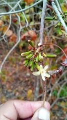 Passifloraceae