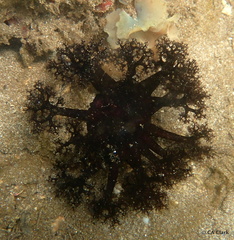 Holothuria cinerascens