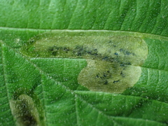 Agromyza aristata