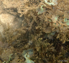 Acanthophora spicifera