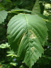 Agromyza aristata